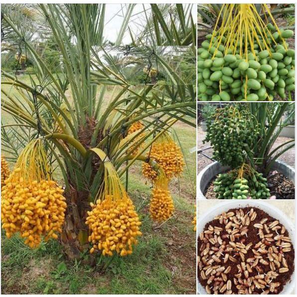 Cây giống chà là lùn trung đông - cây giống nhập khẩu israel, quả vàng