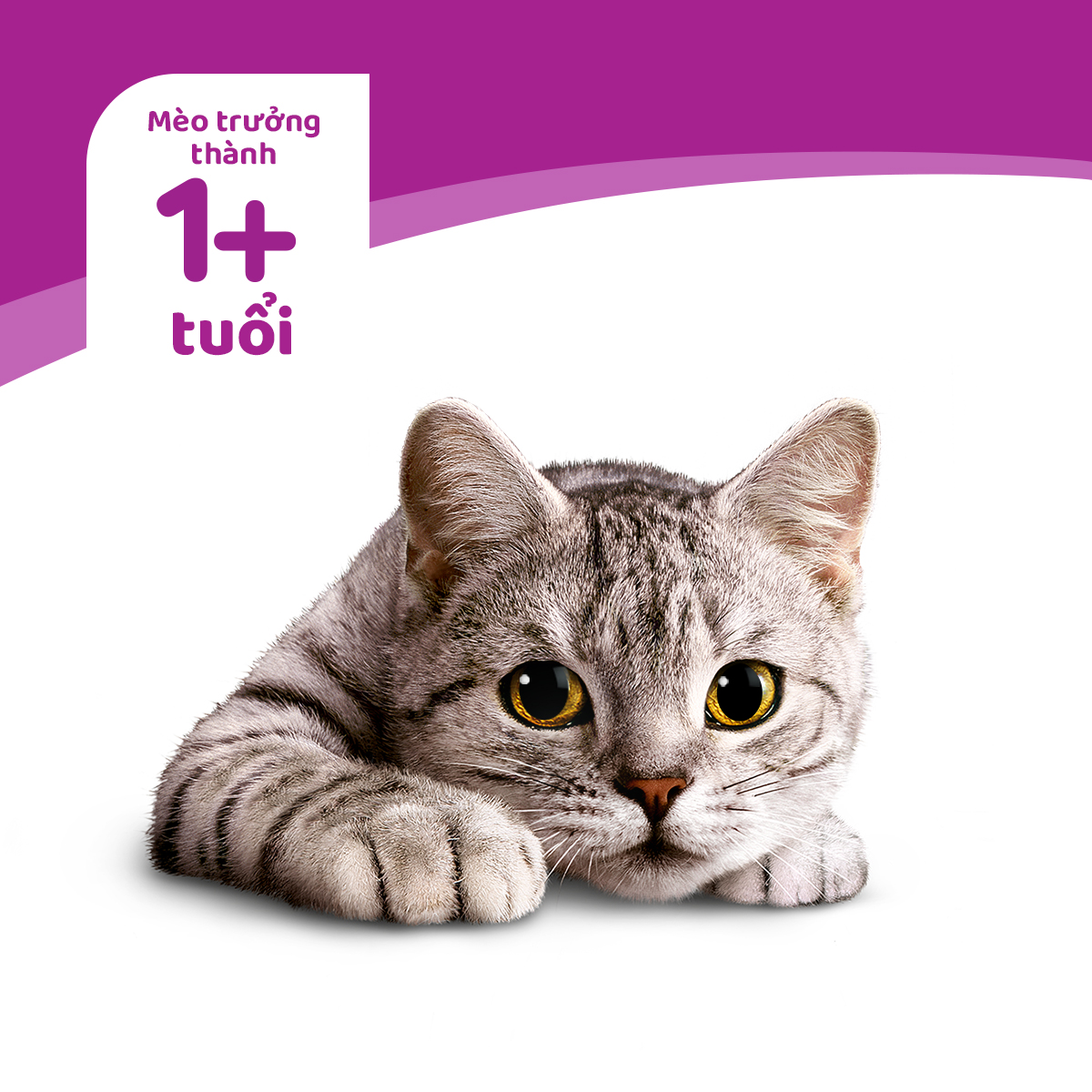 Thức ăn mèo whiskas vị cá biển túi 3kg