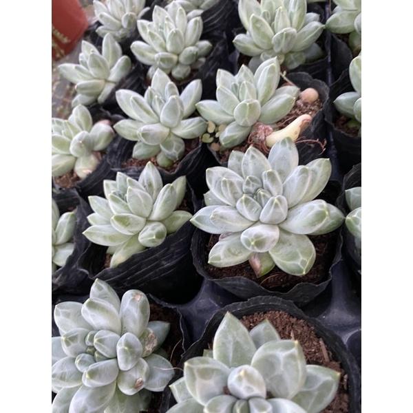 Cây sen đá kim cương trắng nhỏ_hàng sẵn