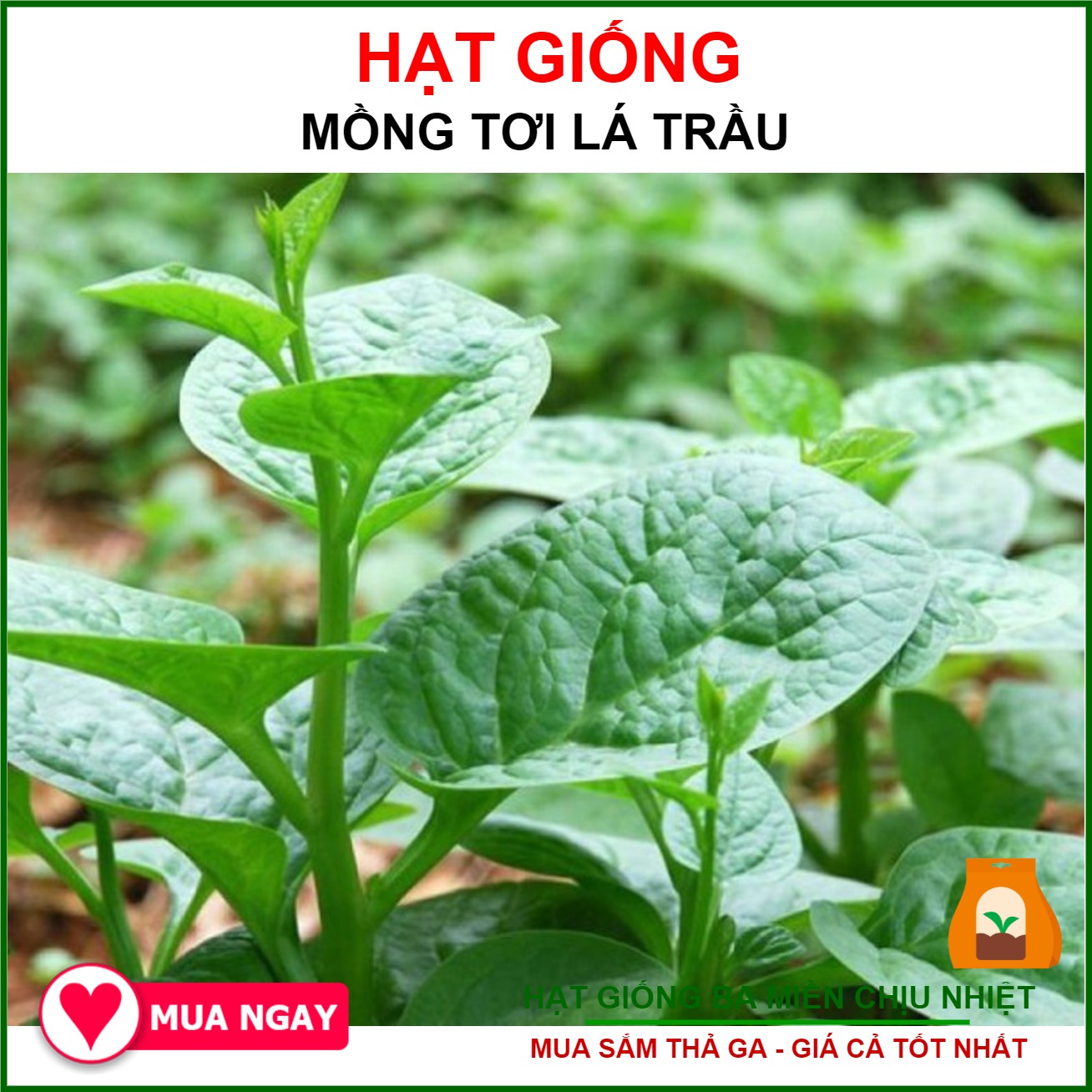 Giống Rau Mồng Tơi