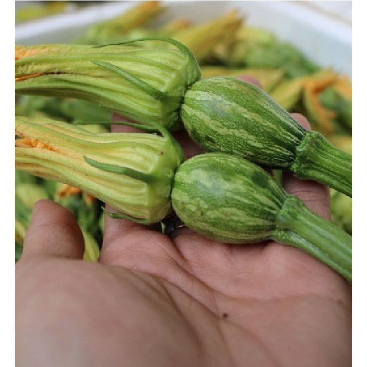 Hạt giống bí siêu nụ lai F1 10gram/gói