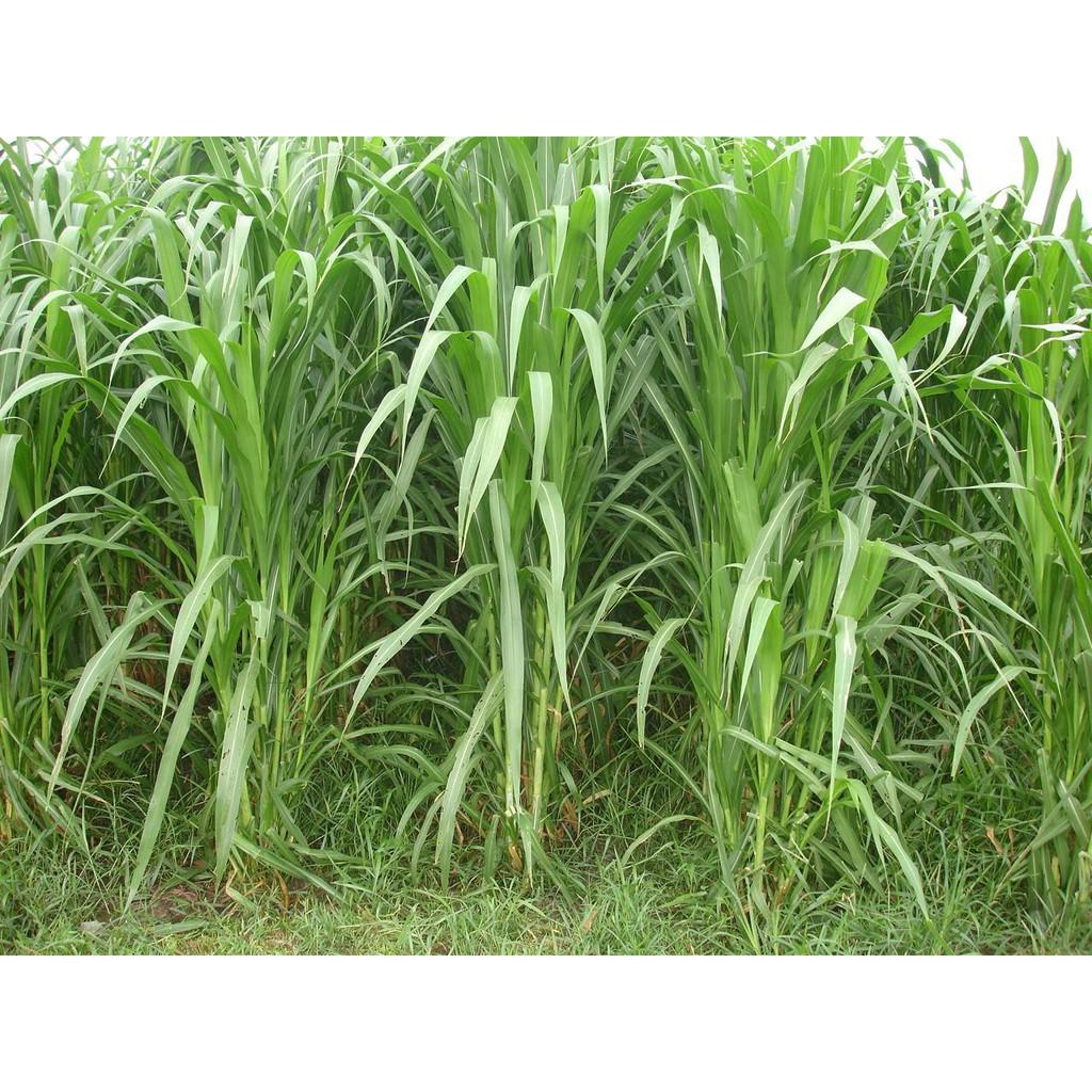 Hạt Cỏ Ngọt Lai Siêu Năng Xuất - gói 1kg