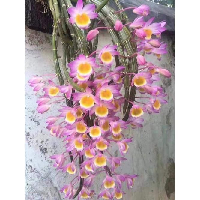 1 bó lan long tu đá hoa tím hàng rừng siêu to, hoa siêu đẹp