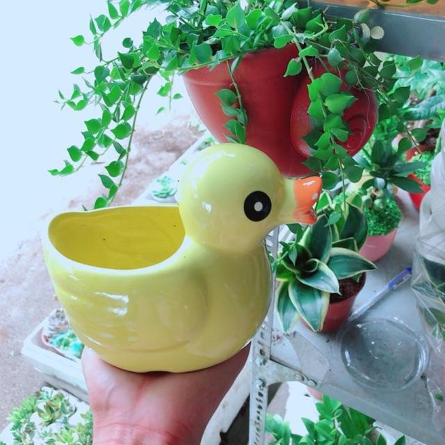 Chậu trồng cây con vịt