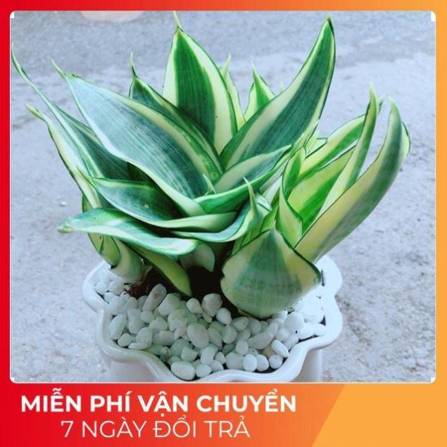 Chậu Lưỡi Hồ Thái Vàng