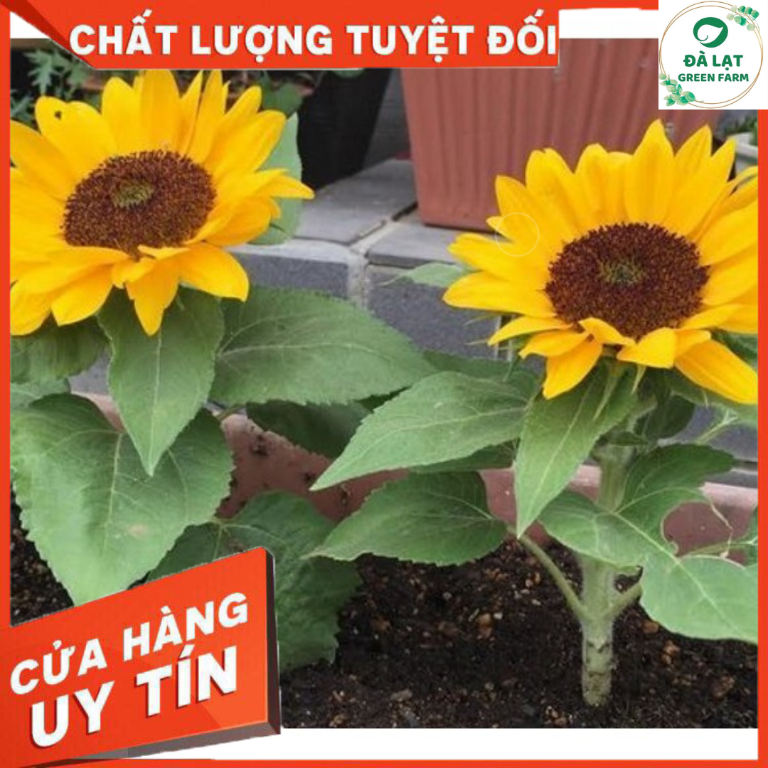 Hạt Giống Hoa Hướng Dương Lùn - Nảy Mầm Cực Chuẩn