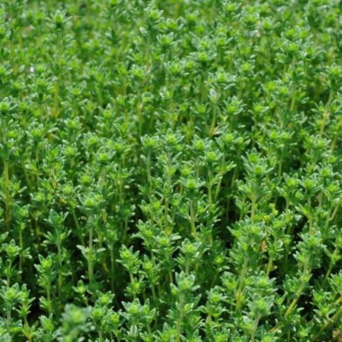 Hạt giống Cỏ Xạ Hương