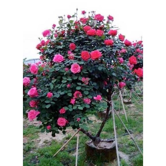 Phân bón kích ra hoa Siêu Lân AC10-60-10 bổ sung b1, b12