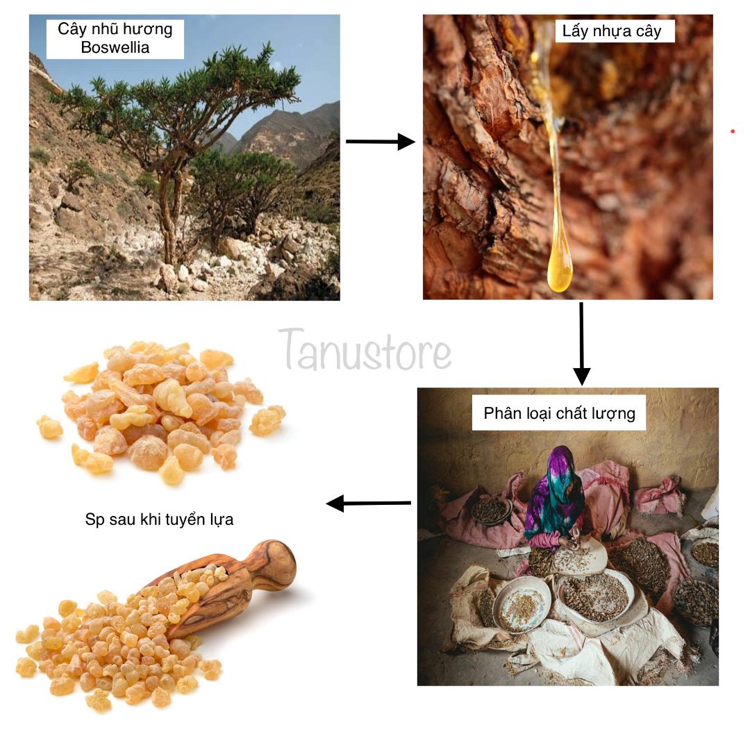 NHANG VÒNG- NHANG KHOANH NHŨ HƯƠNG (FRANKINCENSE) LOẠI 2.5 GIỜ- THƠM CHUẨN MÙI, HƯƠNG THUẦN KHIẾT- TANUSTORE