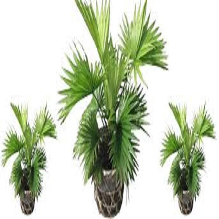 CÂY CỌ CẢNH SIÊU ĐẸP