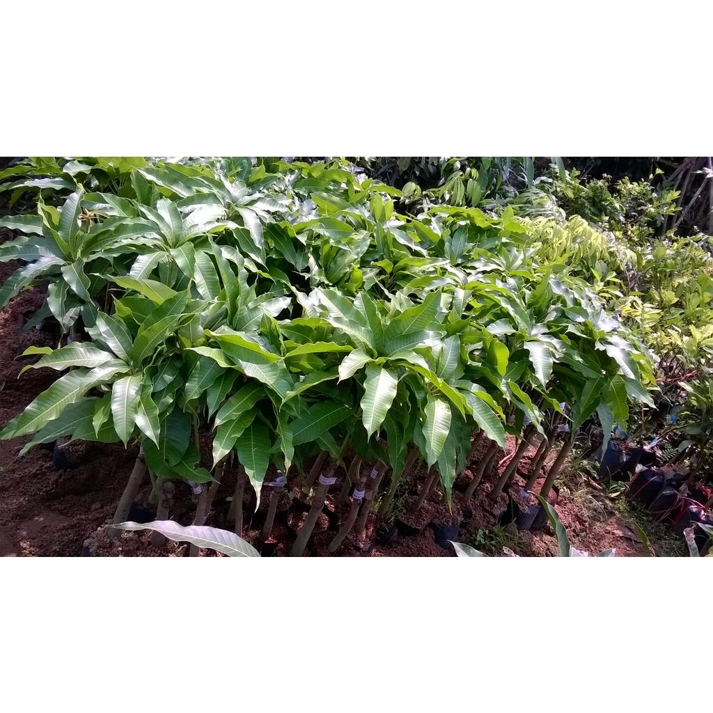 Cây giống Xoài trồng chậu.