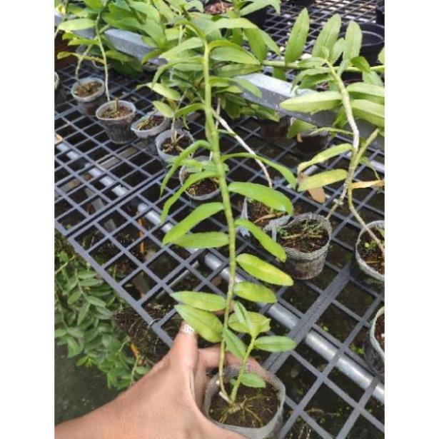 Sản Phẩm Hoa Lan Giả hạc 5ct Họng Hồng