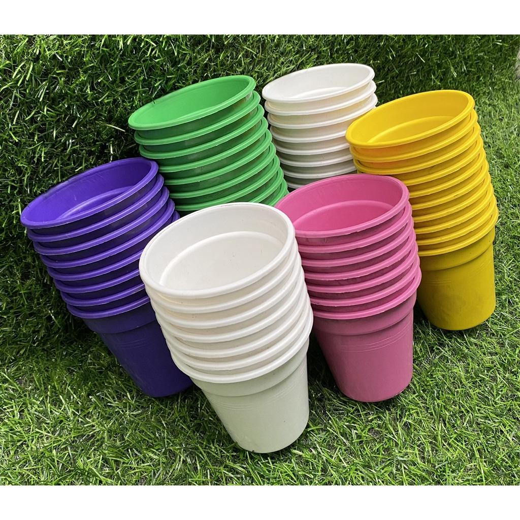 Sen đá mini 4-7cm siêu khỏe đã thuần khí hậu lỗi 1 đổi 1