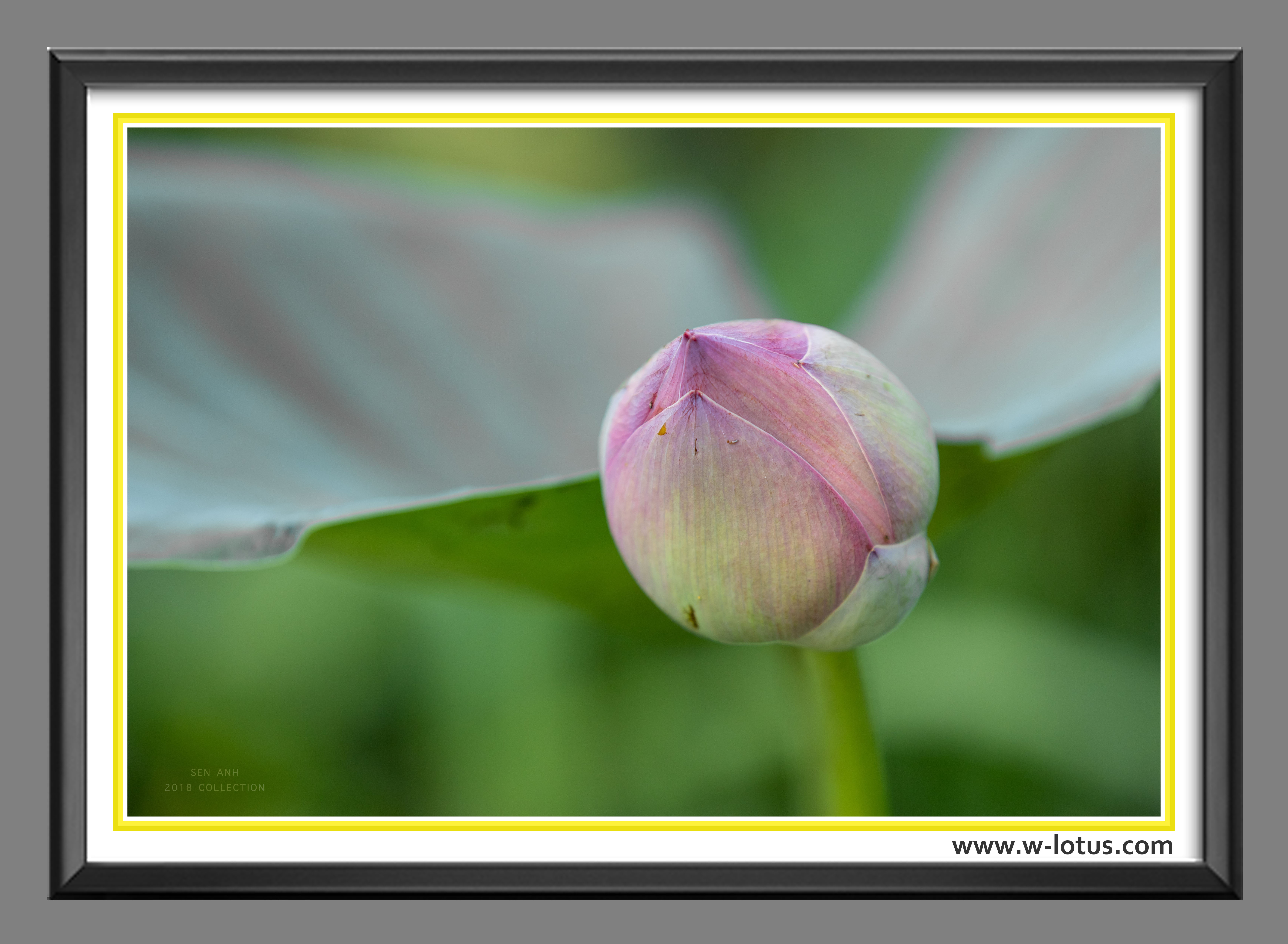 Tranh canvas hoa Sen treo phòng khách ST-00021