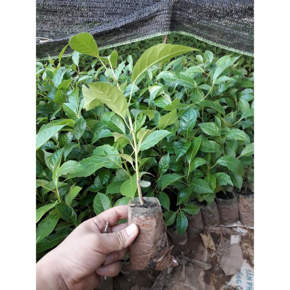 CÂY GIỐNG CÂY KÈN HỒNG + Tặng 01 cây dâu da đất