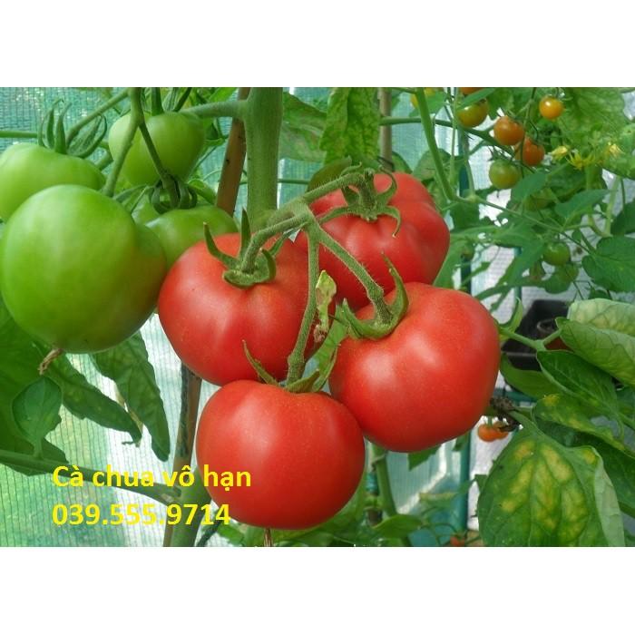 Hạt giống Cà Chua Vô Hạn  – 2.000 hạt