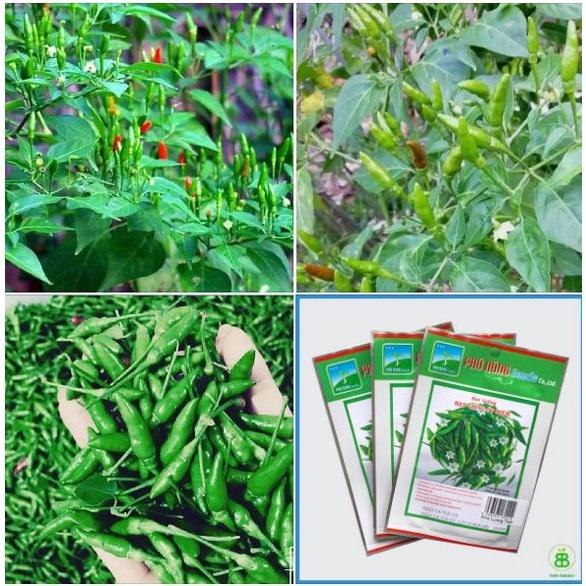 Hạt giống ớt thóc -gói 30 hạt/tặng kèm gói phân bón lót