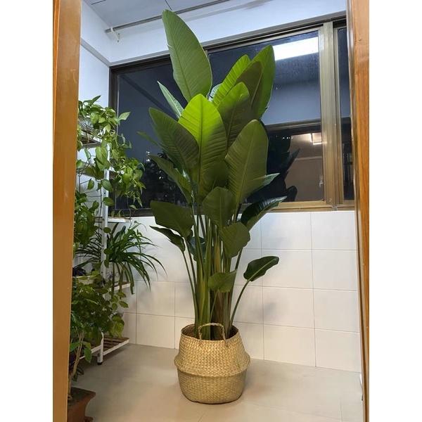 Giỏ cói Bị cói trồng cây trang trí, đựng quần áo - Túi cói giỏ cói đựng cây giả cây trồng trong nhà