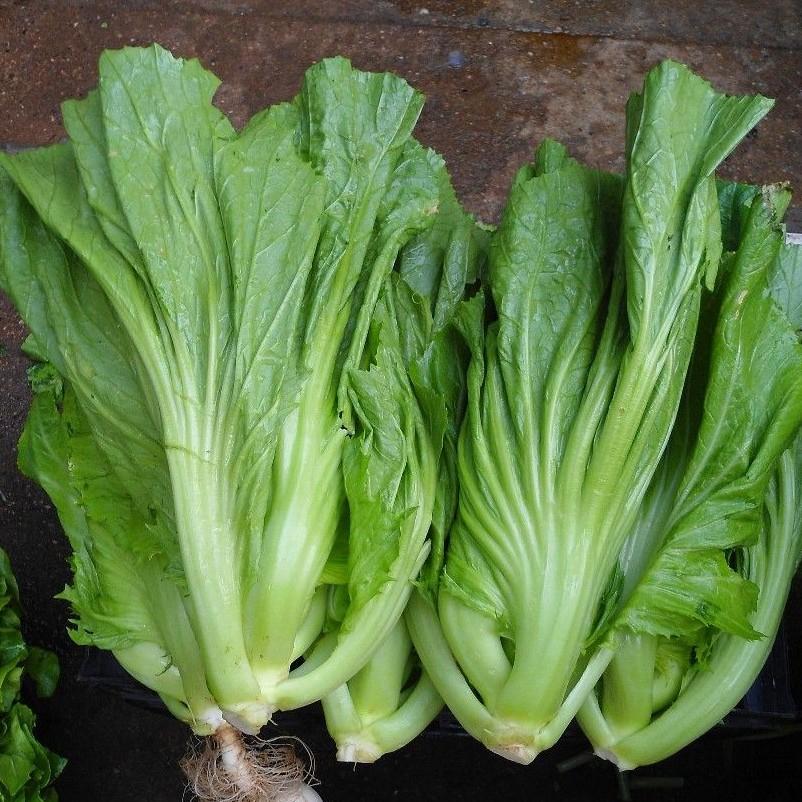Hạt Giống Rau Cải Bẹ Dưa -