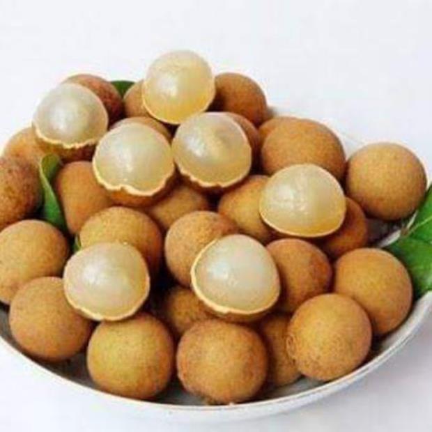 Sản phẩm CÂY GIỐNG NHÃN LỒNG KHÔNG HẠT