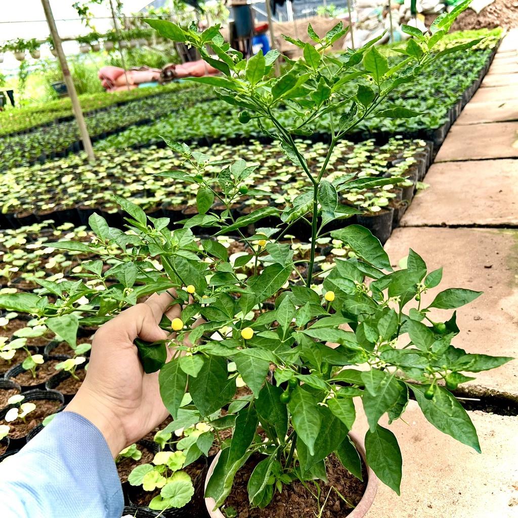 Cây ớt Peru charapita trưởng thành đang quả ..
