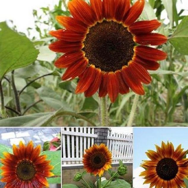 Hạt giống hoa hướng dương cam/gói 10 hạt