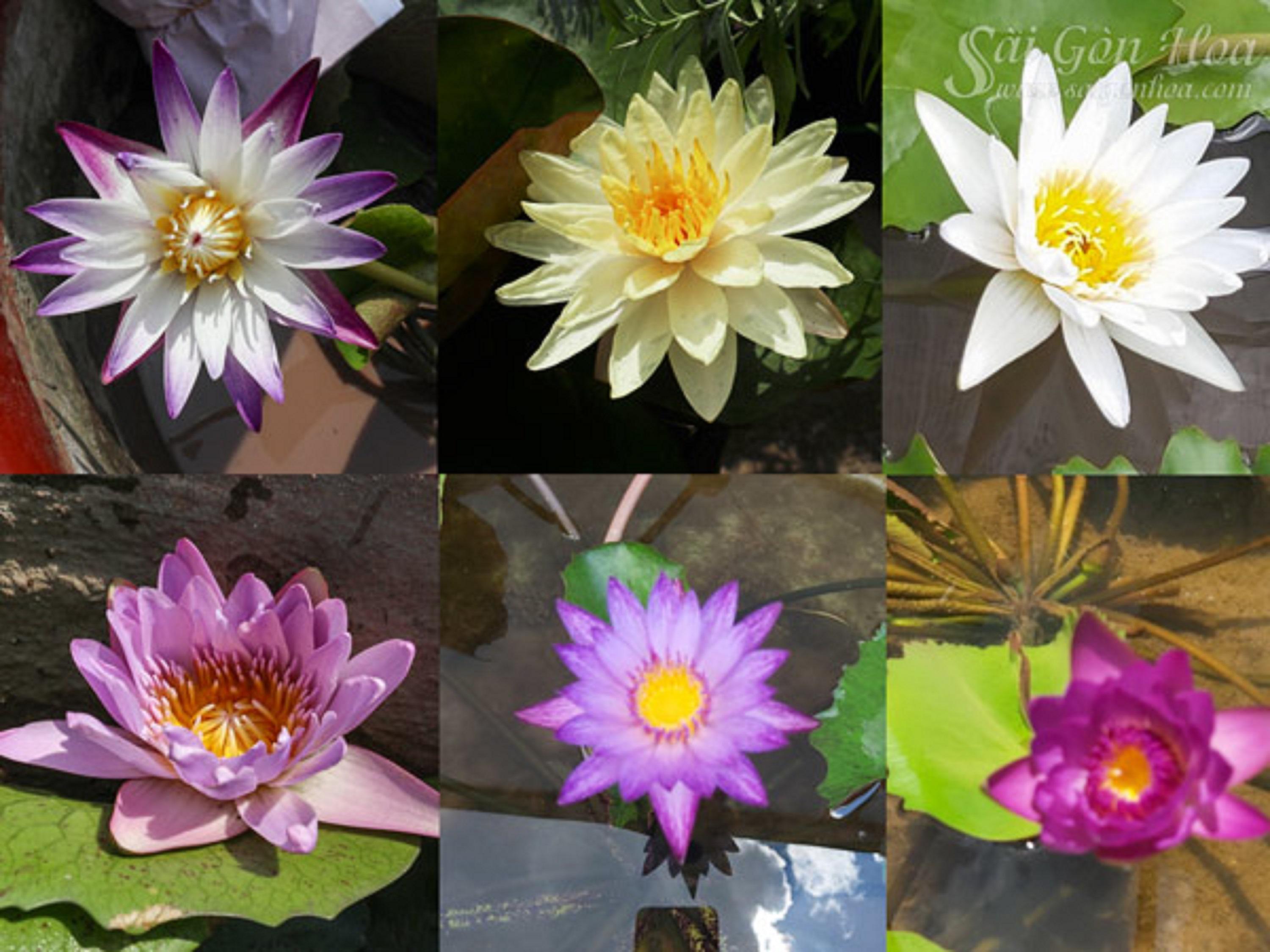 Cây hoa súng Thái lớn