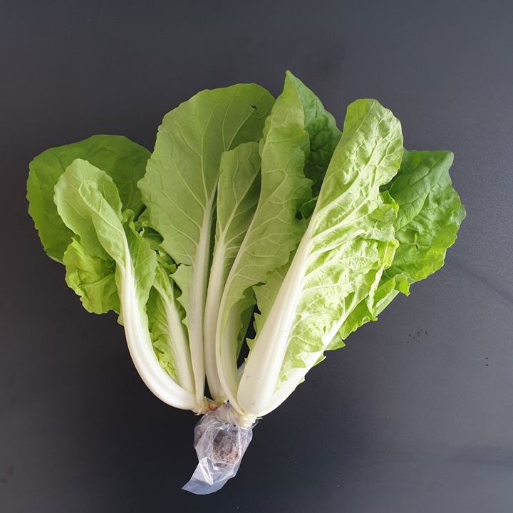Hạt giống cải bẹ dún xòe gói 10 gram
