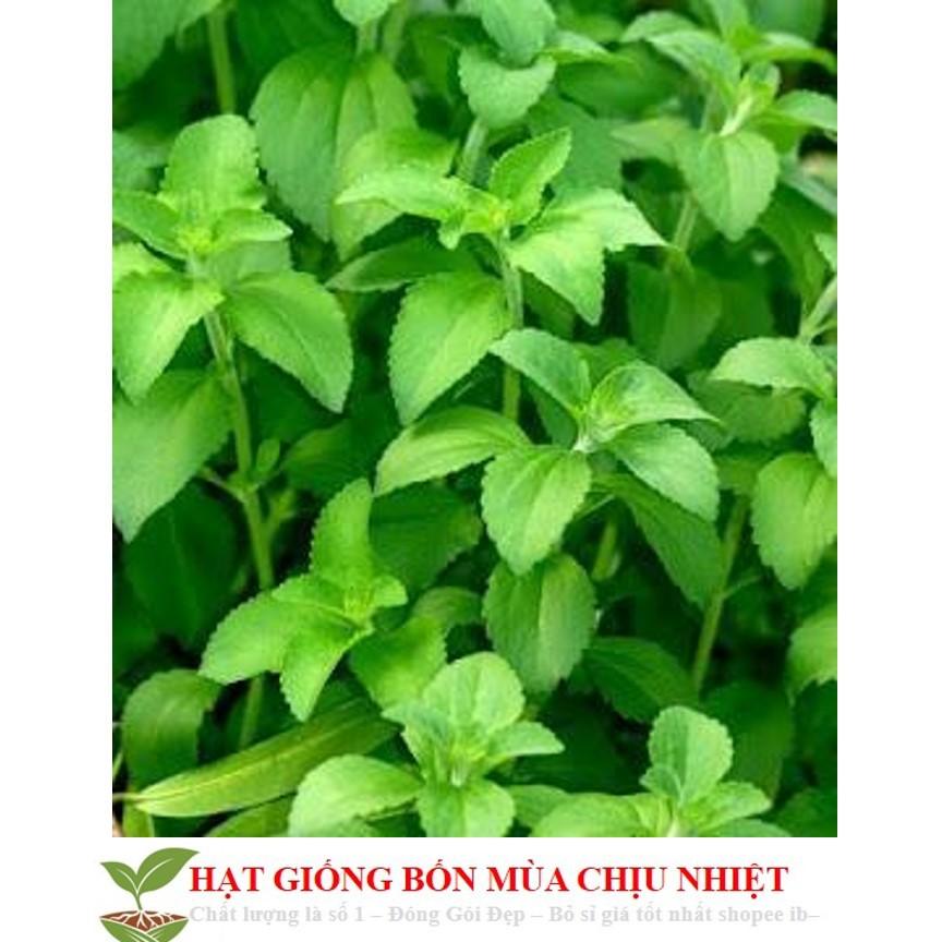 GÓI 50 Hạt Giống Cỏ Ngọt Stevia NẢY MẦM TỐT