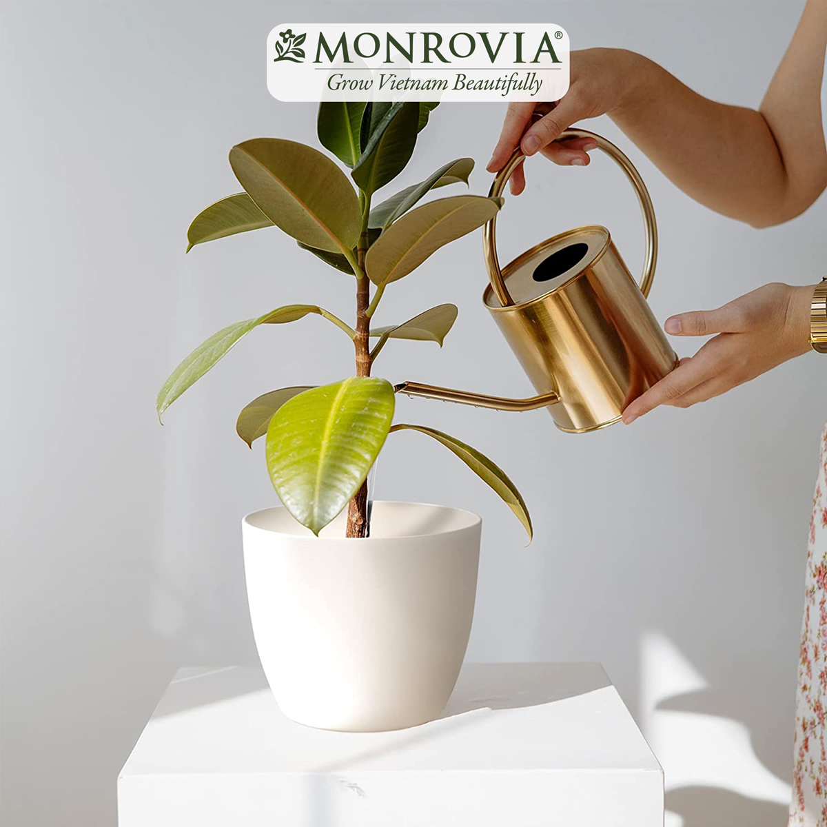 Chậu cây để bàn MONROVIA cho hoa, cây cảnh, ban công, bonsai