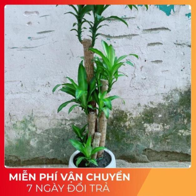 Chậu Cây Phát Tài Cao 1m4