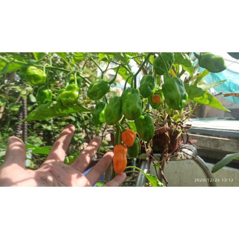 hạt ớt Habanero cam ( Habanero orange)