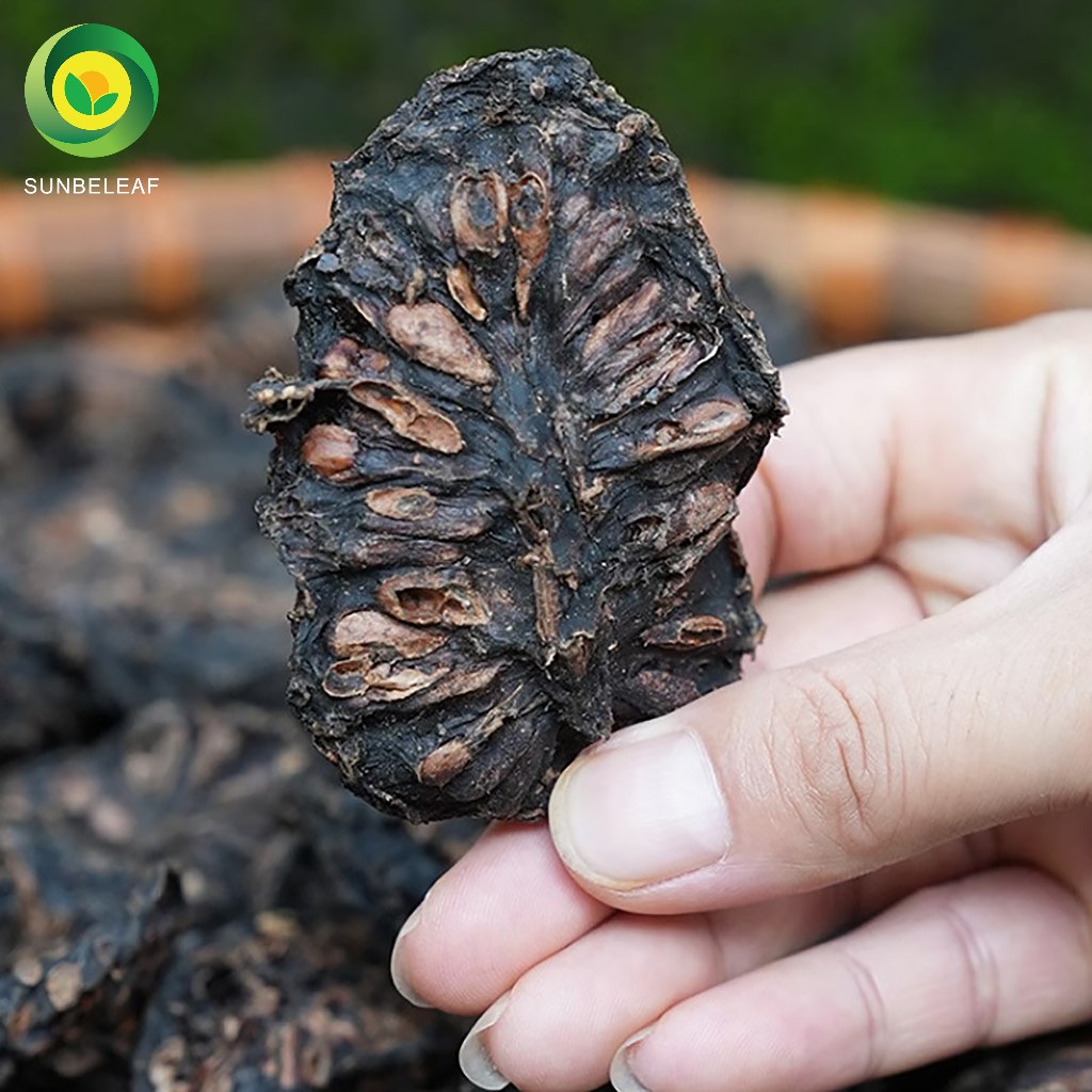 Trà Nhàu Rừng Sunbeleaf - Trà Thảo Mộc Giảm Đau Nhức Xương Khớp, Giảm Viêm, Đau Nhức Mãn Tính - Trà Túi Lọc Hộp 25 Gói