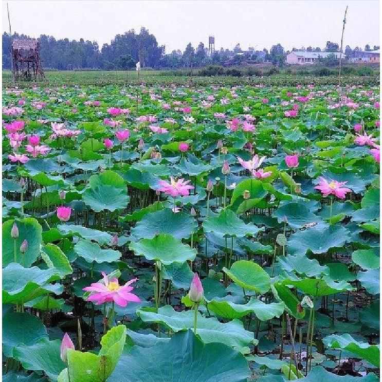 Hạt giống hoa sen lớn mix màu CT52 - Gói 15 hạt