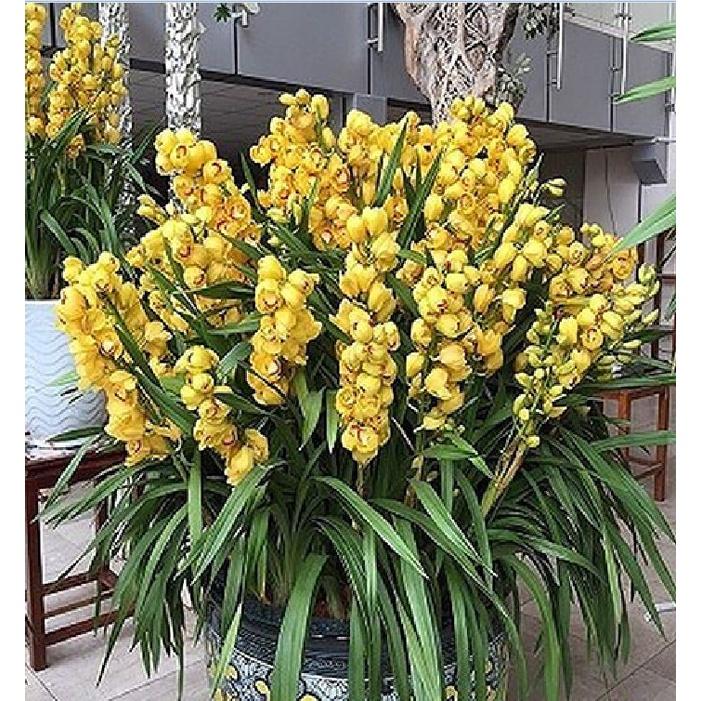 20 củ hoa huệ mưa,hoa tóc tiên màu hồng