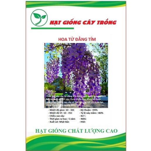 Hạt giống hoa tử đằng hoa màu tím CT187 - Gói 5 hạt
