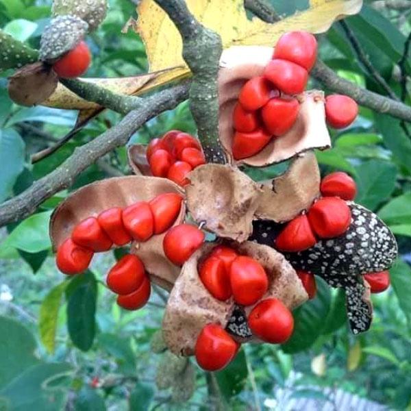 Cây giống dổi nếp lấy hạt