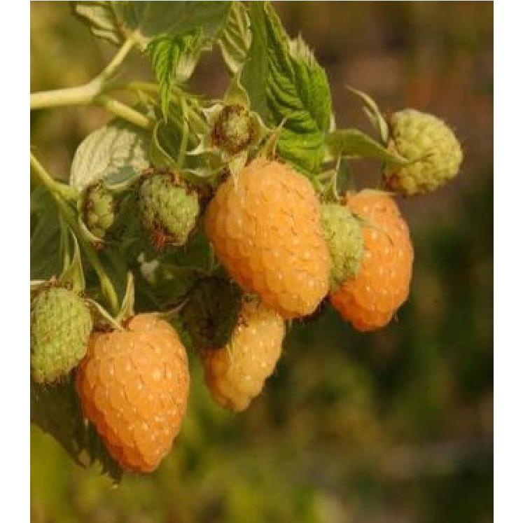 Hạt giống cây ăn trái mâm xôi vàng-Gói 30 hạt/tặng kèm gói phân bón lót