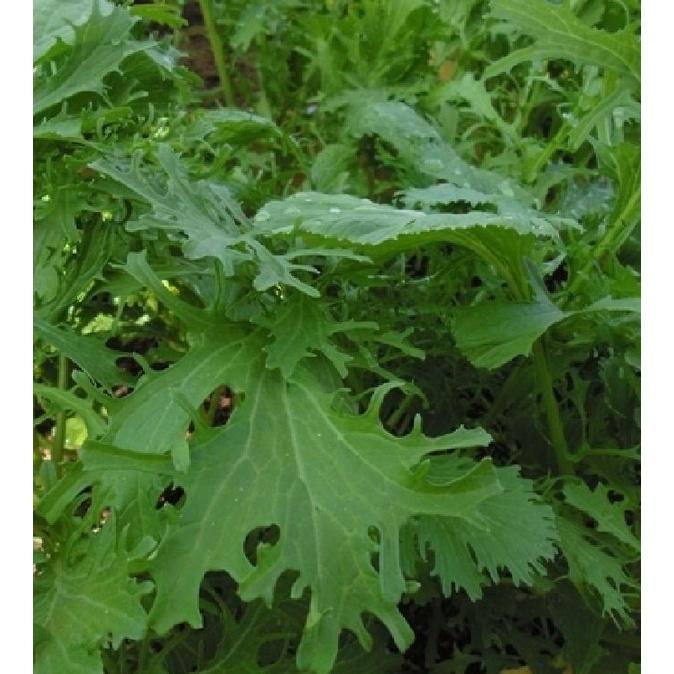 Hạt giống rau cải mèo Hà Giang - gói 1kg