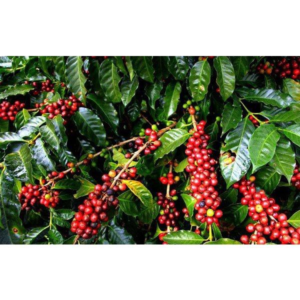 CÂY CÀ PHÊ TRỒNG CHẬU CAO HƠN 1M CHẬU TO NHƯ HÌNH.