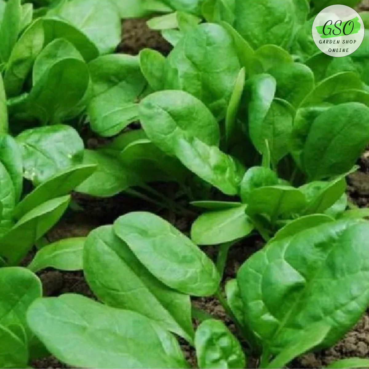 Đất trồng rau ăn lá Tropical Premium