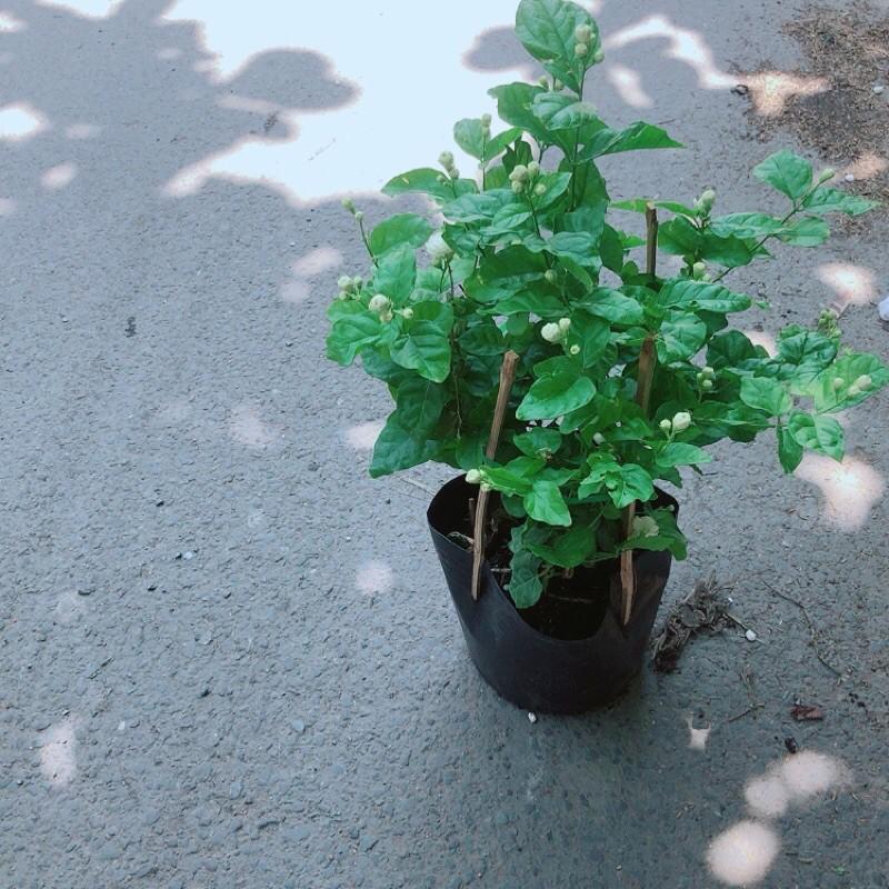 Bụi Hoa Nhài Cho Hoa Thơm