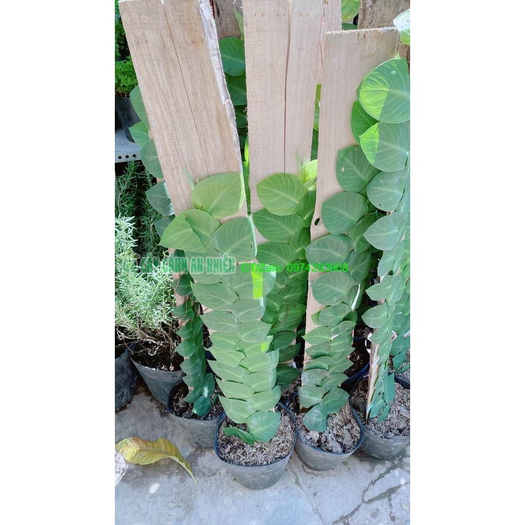 Cây Thằn Lằn cao 70cm