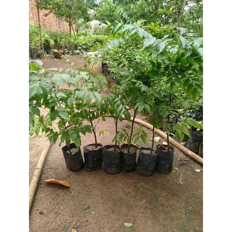 Cây gỗ lim cao 35cm