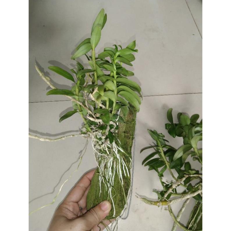Kie Phi điệp trắng Thái hoa thơm liên hệ ngay để xem video chi tiết