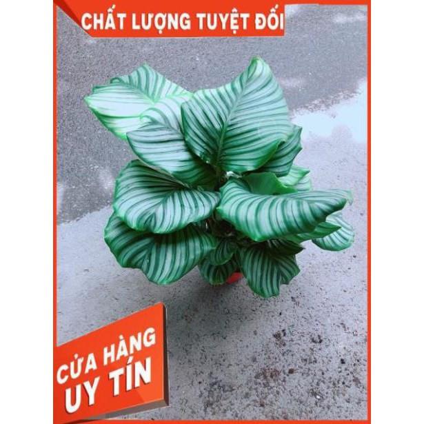 Đuôi Công Táo Xanh