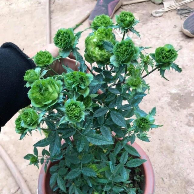 Hồng trứng Xanh thân gỗ dáng tree