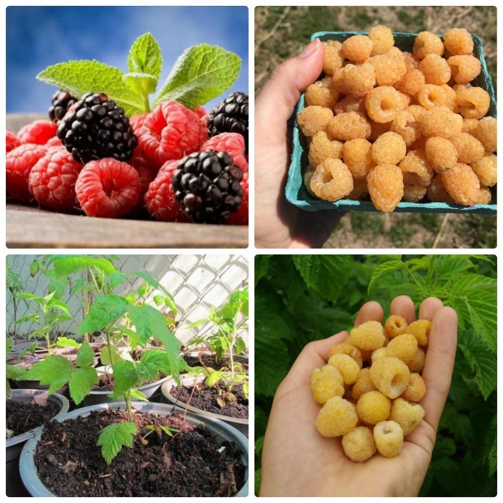 CÂY GIỐNG MÂM XÔI ĐỎ