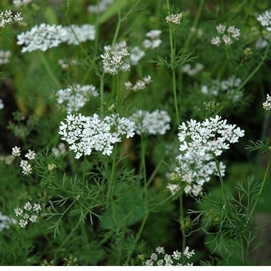 Hạt giống Rau Ngò Rí