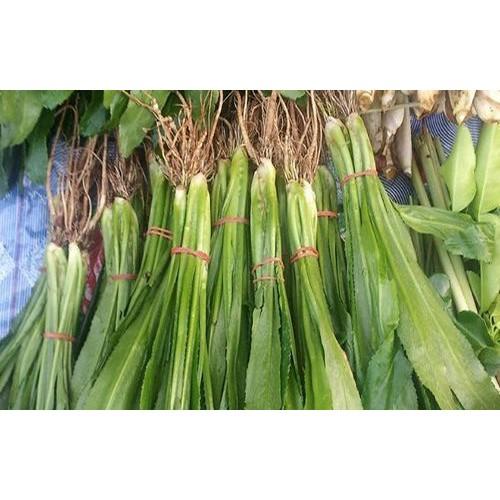 Hạt Giống Ngò Gai Dễ Trồng, Thơm 5Gr - Trồng Rau Xanh Rau Sạch, Bằng Đất Sạch, Mùn Dừa, Phân Bón Hữu Cơ - Phú Nông